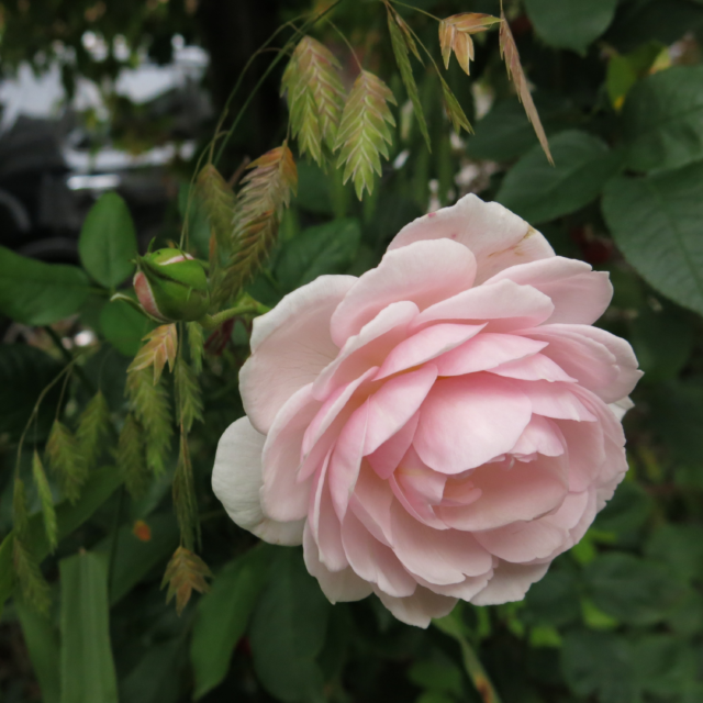 Abbotsford Garden Tour 2026 Edition