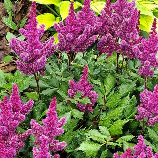 Abbotsford Garden Tour Preview...