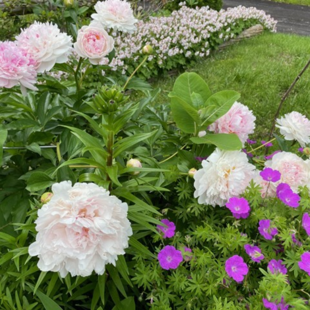 Preview of an Irish Garden of Resilience & Renewal