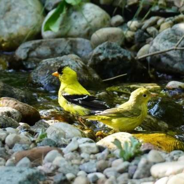 What if a simple corner lot could help bring nature back?