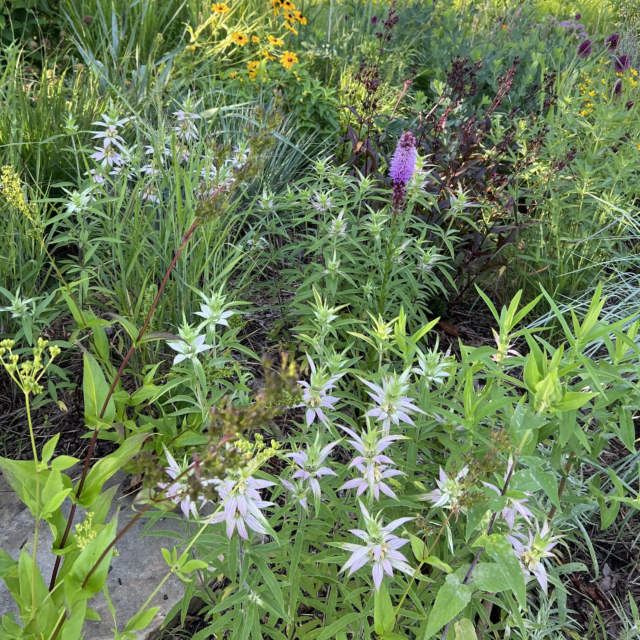 What we will see on the Abbotsford Garden Tour 2026 edition