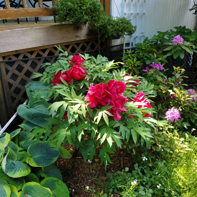 Where Water Whispers...preview of a garden you will see...